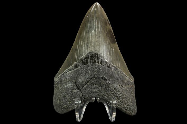Serrated, Fossil Megalodon Tooth - South Carolina #129440